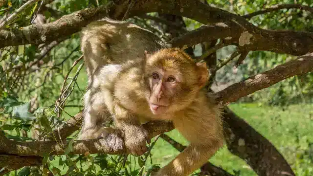 foret des singes (1)