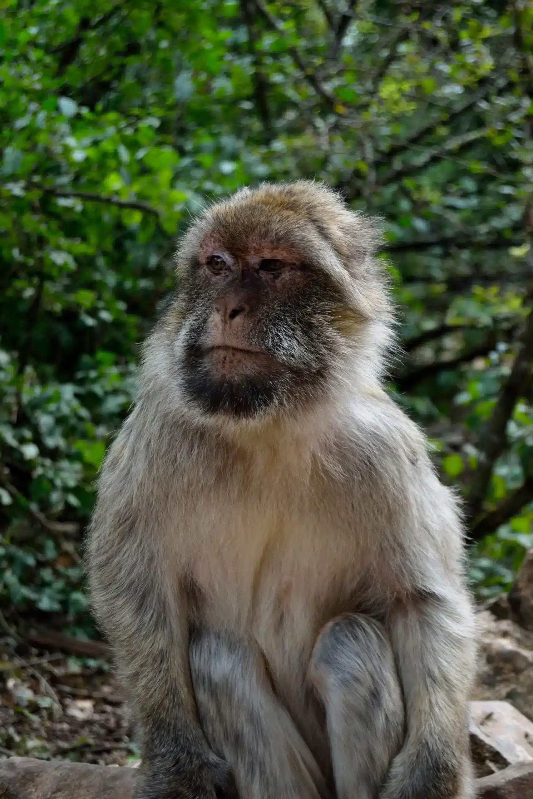 foret des singes (2)
