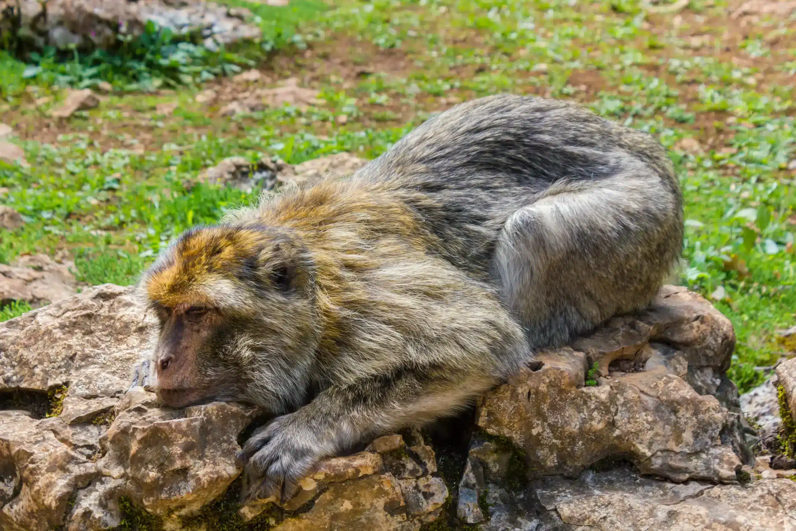 foret des singes (4)