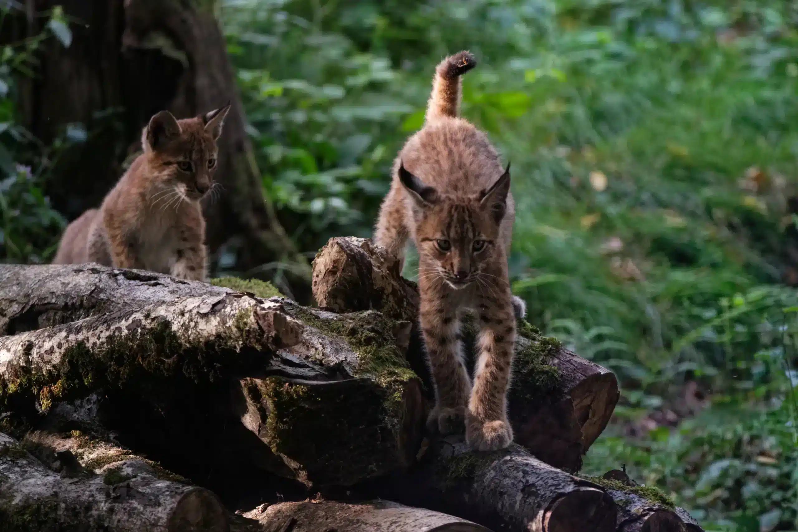 animal park (1)