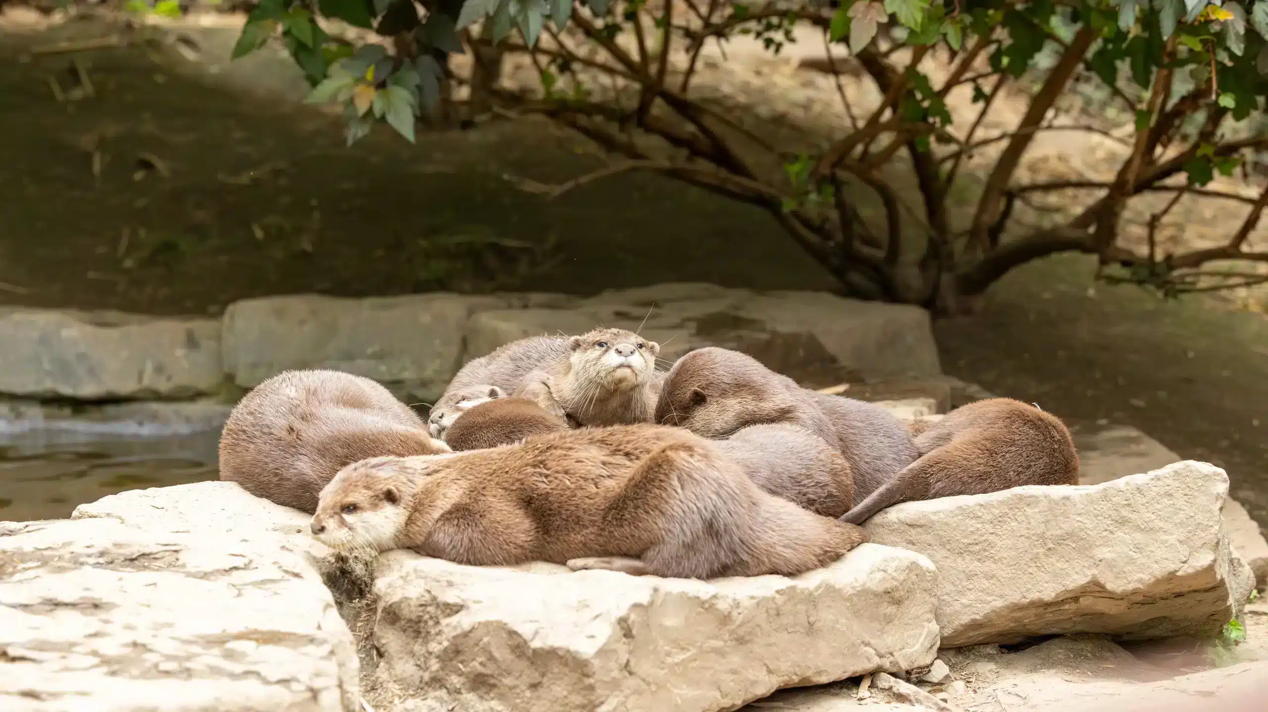 animal park (2)
