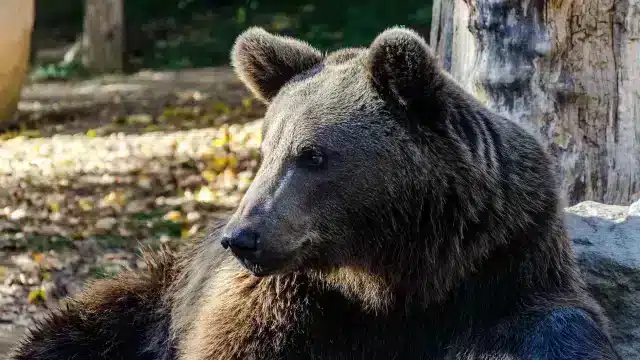 parc animalier (4)