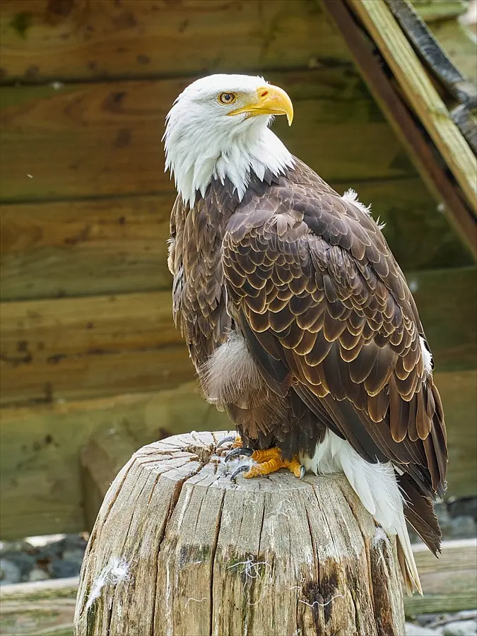 rocher des aigles (1)