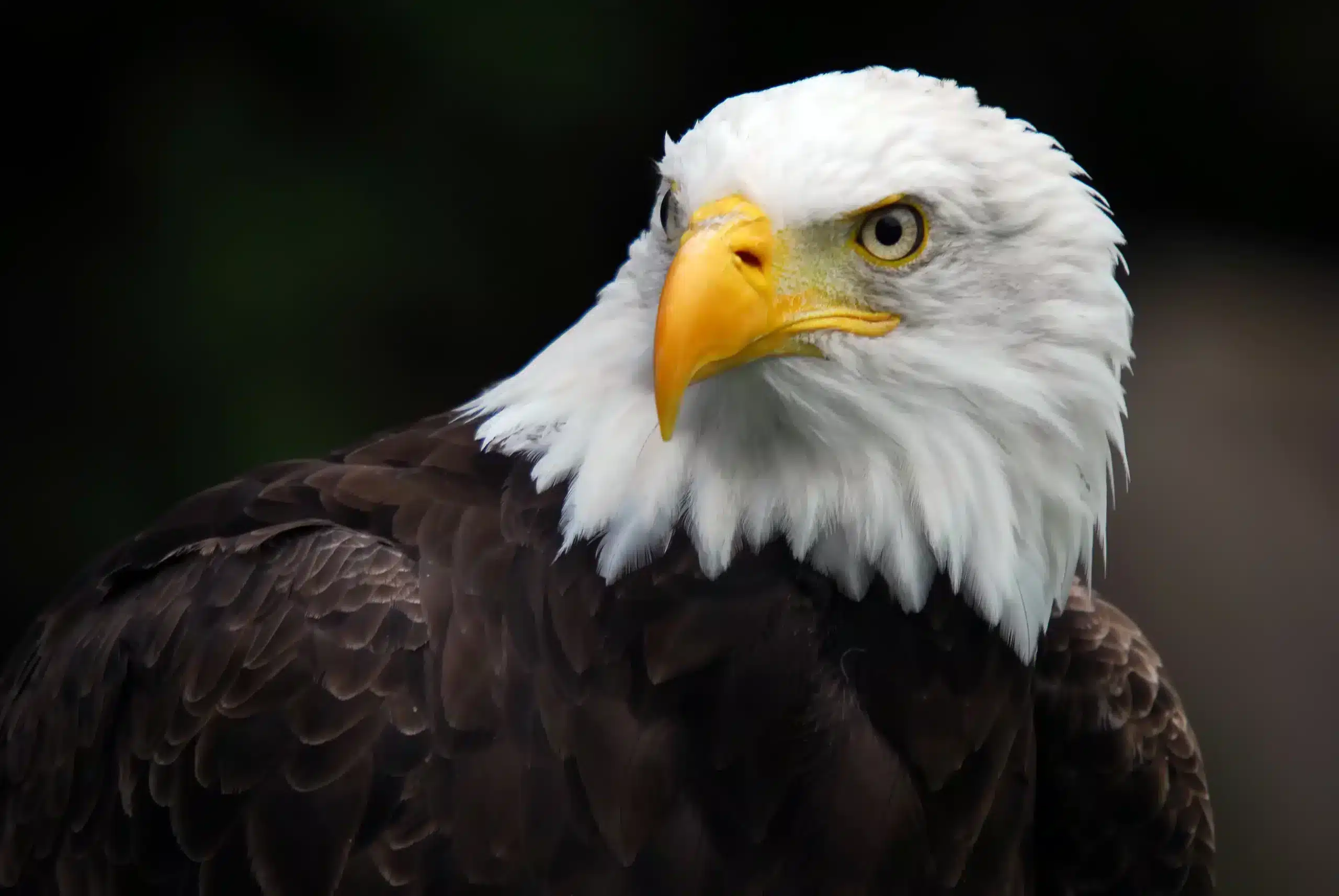 rocher des aigles (3)