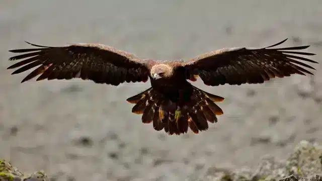 rocher des aigles (4)