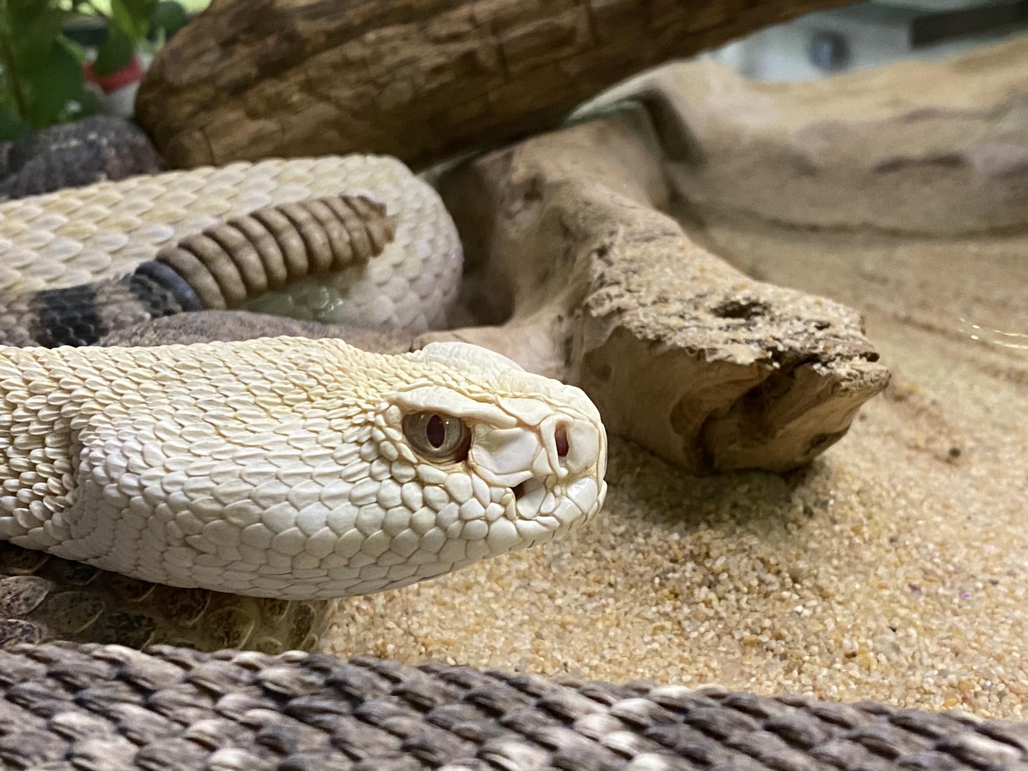 reptiland snake