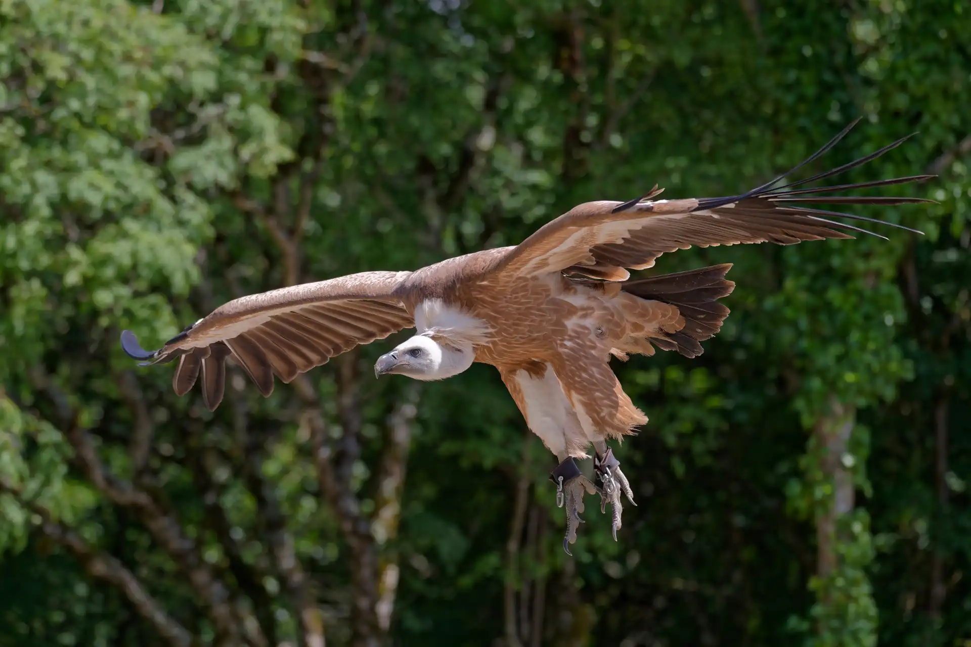 A bird of prey in flight at Rocamadour's Rocher des Aigles, an impressive weekend visit for the whole family.